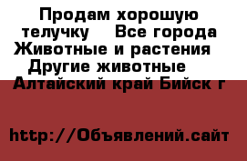 Продам хорошую телучку. - Все города Животные и растения » Другие животные   . Алтайский край,Бийск г.